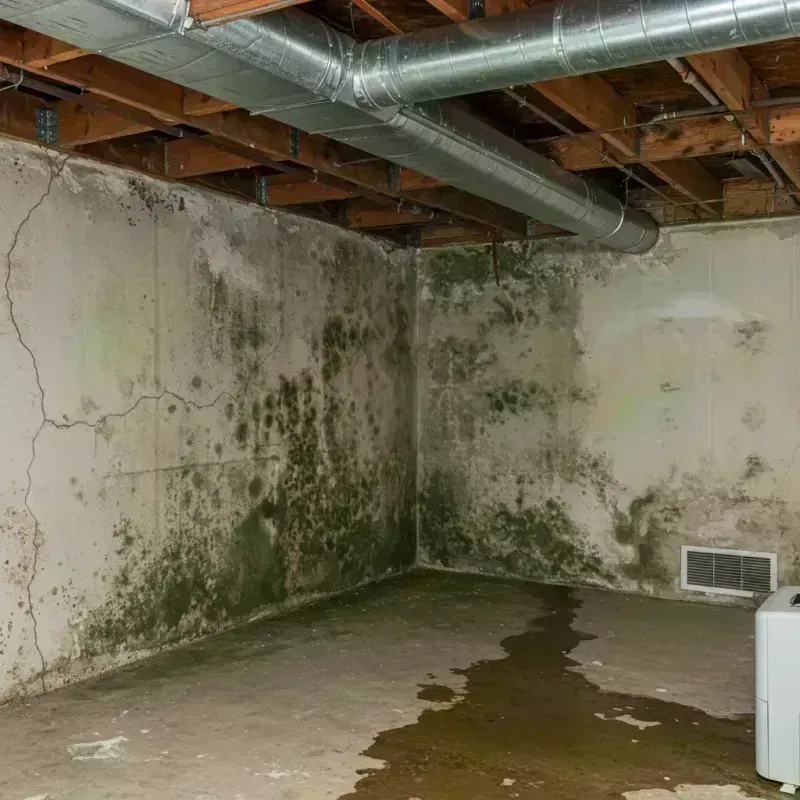 Professional Mold Removal in Pennsauken, NJ